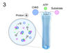 Cdk5 image 3